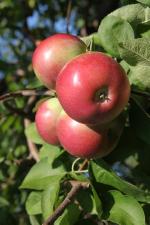 Rogers Red McIntosh - Apple Varieties list a - z  